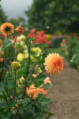 Orange dahlia flowers close up in colorful dahlia flowers meadow	