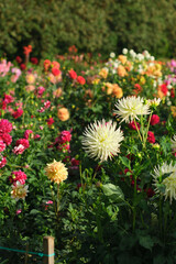 White cactus dahlia flowers close up in colorful dahlia flowers meadow