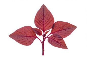 Red Amaranth Plant with Leaves Isolated White Background