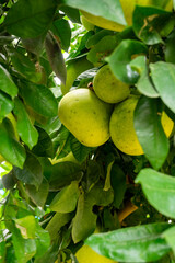 Widely known in South China and India this ancient fruit is the parent of the modern grapefruit. It is believed that Captain Shaddock from the East India Company took seed to Barbados where later. 