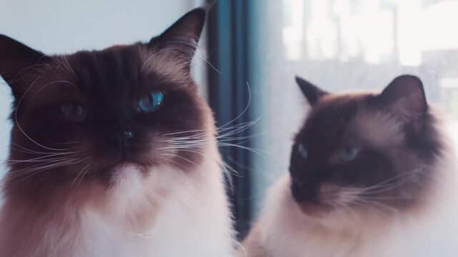 beautiful ragdoll cat playing in bright interior, cute cat with blue eyes in slowmotion, purebred