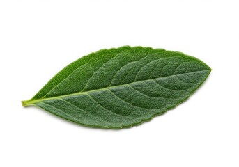 Obraz premium Single Green Leaf Detailed Texture White Background