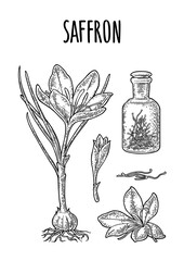 Bottle with saffron dry threads. Plant with flower and corms. Engraving black vintage vector illustration isolated on white background.