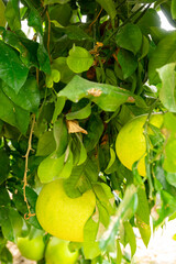 Widely known in South China and India this ancient fruit is the parent of the modern grapefruit. It is believed that Captain Shaddock from the East India Company took seed to Barbados where later. 