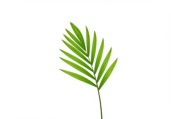 Fototapeta premium Vibrant Green Palm Leaf, White Background, Studio Shot