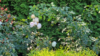 Rose hips and roses in the garden. Beautiful botanical shot, natural wallpaper.