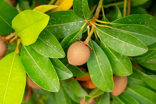 Manilkara zapota, commonly known as sapodilla, sapote, chicozapote, chico, chicoo, chicle, naseberry, nispero, or soapapple, among other names, is an evergreen tree native to southern Mexico and Centr