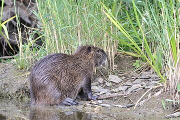 Nutria am Ufer