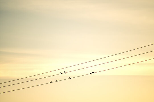 Small birds resting on electric wires in the soft evening light.
