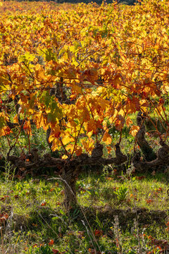 Pattern of vineyard lines and colorful leaves in autumn sunlight of La Rioja, Spain, conveying the geometric beauty of agriculture and sustainable landscape design