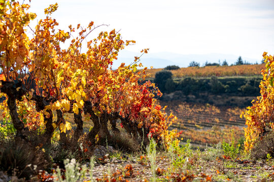 Vineyard bathed in afternoon light during autumn in La Rioja, Spain, highlighting vibrant grape leaves, sustainable farming practices and the essence of seasonal viticulture
