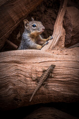 close up of a squirrel with a lizard in zion national park, usa