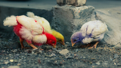Three brightly dyed chicks pecking on rocky ground near concrete. Ideal for animal-themed visuals, rural scenes, and playful or educational content.