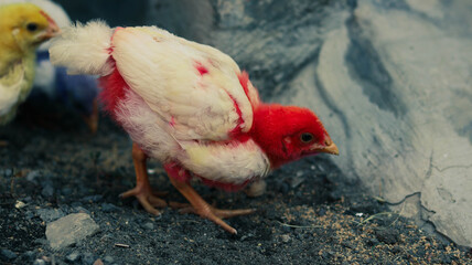 Three brightly dyed chicks pecking on rocky ground near concrete. Ideal for animal-themed visuals, rural scenes, and playful or educational content.