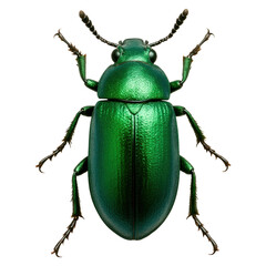 Shiny Metallic Green Beetle in Rainforest