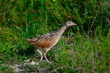 Wachtelkönig , Wiesenralle // Corn crake (Crex crex) 