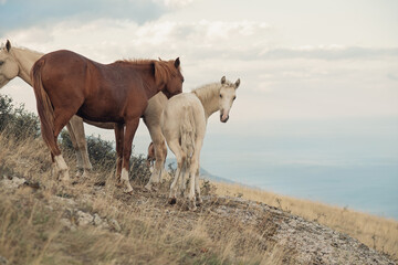 beautiful landscape with wild horses from mountain top1200m on Black sea. cloudy evening