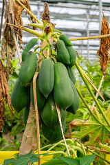 The papaya, papaw, or pawpaw is the plant species Carica papaya, one of the 21 accepted species in the genus Carica of the family Caricaceae. Papaya is also the name of its fruit. 