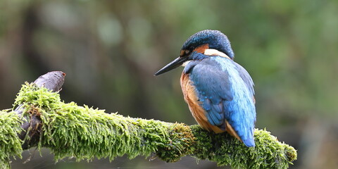 Kingfisher