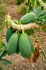 Obraz premium The papaya, papaw, or pawpaw is the plant species Carica papaya, one of the 21 accepted species in the genus Carica of the family Caricaceae. Papaya is also the name of its fruit. 