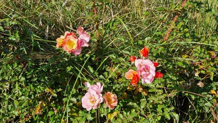 roses in the garden, nature