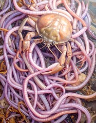 Crab surrounded by many worms