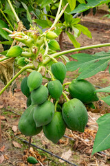 The papaya, papaw, or pawpaw is the plant species Carica papaya, one of the 21 accepted species in the genus Carica of the family Caricaceae. Papaya is also the name of its fruit. 