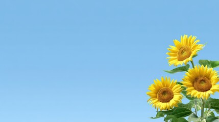 Bright Sunflowers Against a Clear Blue Sky with Space for Text and Designs