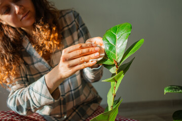 Woman gently wiping dust from the large, glossy leaves of a ficus lyrata houseplant using a soft...