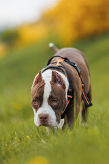 puppy american bullies summer in the grass. spring in the park