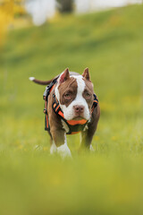 puppy american bullies summer in the grass. spring in the park