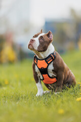 puppy american bullies summer in the grass. spring in the park