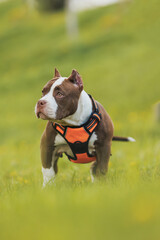 puppy american bullies summer in the grass. spring in the park