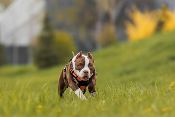 puppy american bullies summer in the grass. spring in the park
