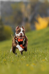puppy american bullies summer in the grass. spring in the park