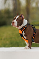 puppy american bullies summer in the grass. spring in the park