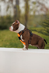 puppy american bullies summer in the grass. spring in the park