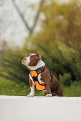 puppy american bullies summer in the grass. spring in the park