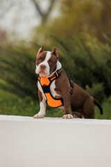 puppy american bullies summer in the grass. spring in the park