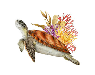 Sea turtle with coral reef decor hand drawn illustration. Chelonia mydas aquatic wildlife reptile vintage style image. Green sea turtle with underwater nature elements decoration on white background