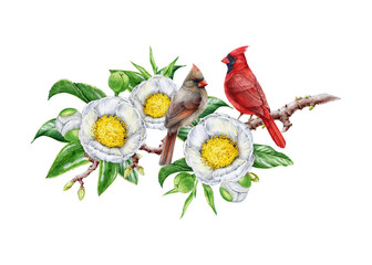 Red cardinal bird couple on white camellia branch with flowers watercolor illustration. Hand drawn bright bird with tender spring blossoms. Red cardinals on camellia tree twig on white background