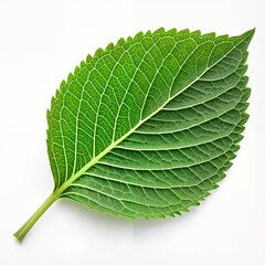 Obraz premium Blossoming branch with green leaves and white flowers on white background 