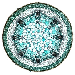 Cross-section of a plant stem, highlighting cellular structure