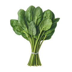 Fresh Spinach Bunch with Vibrant Green Leaves for Healthy Cooking and Salads on transparent background