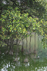 Fototapeta premium hoan kiem lake in hanoi in vietnam 
