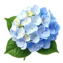 A vibrant close-up of a hydrangea flower, showcasing light blue and white petals with green leaves