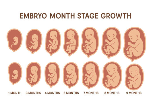 Embryo growth stages: month-by-month development from 1 to 9 months