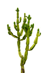 Photo of an Euphorbia candelabra cactus isolated on white or transparent background, png cut out © Delphotostock