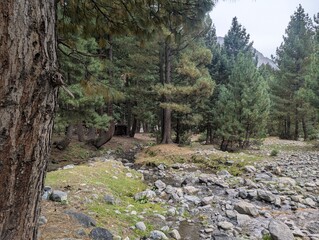 pine forest in the mountains