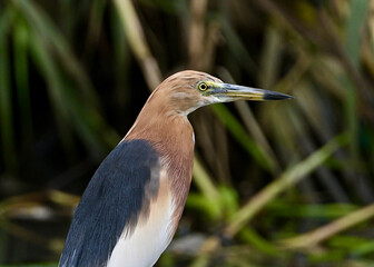 Close-up of a Pond Heron